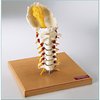 Denoyer-Geppert Anatomical Model, Prem Flex Cerv Spine w/Nerves & Arteries SP66